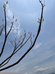 Conzattia multiflora