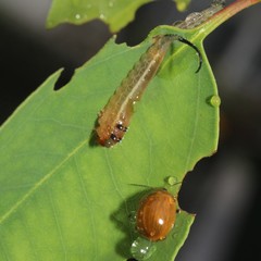 Lophyrotoma interrupta