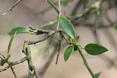 Citrus glauca