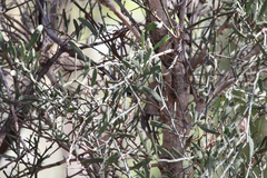 Citrus glauca