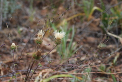 Cirsium remotifolium