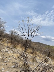Conzattia multiflora