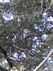 Megascops kennicottii