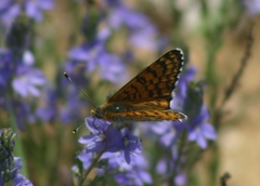 Melitaea ornata