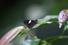 Notocrypta waigensis