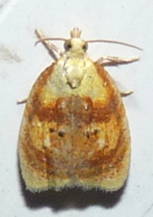 Acleris curvalana