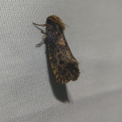 Acrolophus propinqua