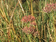 Kalanchoe rotundifolia
