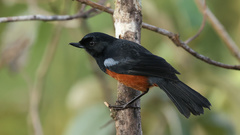 Diglossa gloriosissima