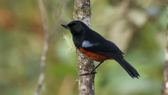 Diglossa gloriosissima