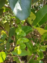 Oplonia spinosa