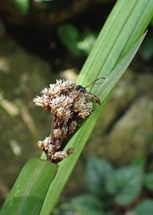 Systropus chinensis