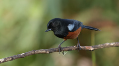 Diglossa gloriosissima