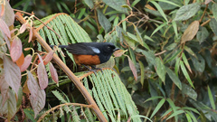 Diglossa gloriosissima