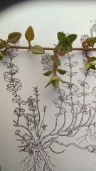 Thymus praecox praecox