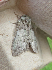 Macrurocampa marthesia