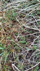 Thymus praecox praecox