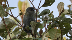 Chlorospingus semifuscus