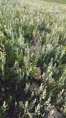 Nepeta ucranica