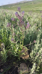 Nepeta ucranica