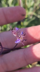 Nepeta ucranica