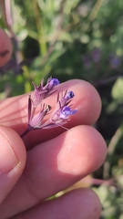Nepeta ucranica