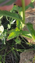 Nepeta ucranica