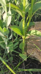 Nepeta ucranica