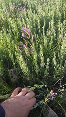 Astragalus macropus
