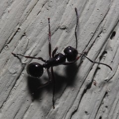 Polyrhachis australis