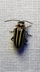 Disonycha pensylvanica