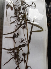 Eclipta platyglossa platyglossa