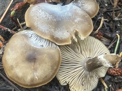 Clitocybe glacialis