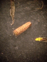 Eclipta platyglossa platyglossa