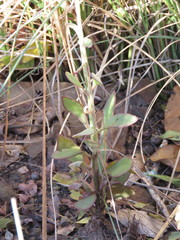 Kalanchoe rotundifolia