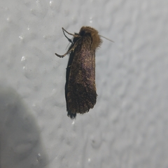 Acrolophus propinqua