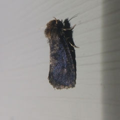 Acrolophus propinqua