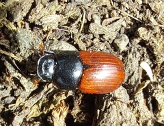 Aphodius pedellus