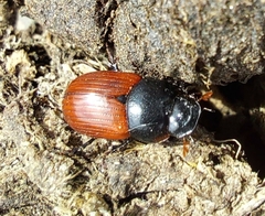 Aphodius pedellus