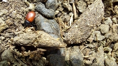Aphodius pedellus