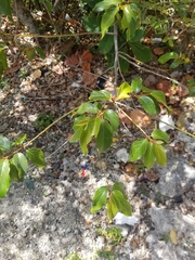 Colubrina arborescens