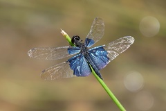Rhyothemis triangularis