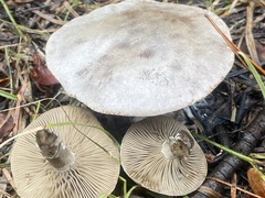 Clitocybe glacialis