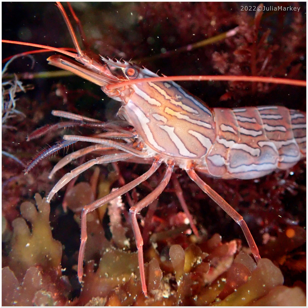 Red Rock Shrimp