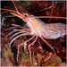 Red Rock Shrimp - Photo (c) Julia Markey, some rights reserved (CC BY-NC), uploaded by Julia Markey