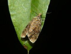 Olethreutes astrologana