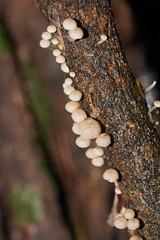 Roridomyces austrororidus