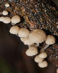 Roridomyces austrororidus