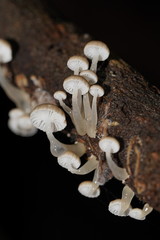 Roridomyces austrororidus