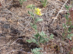 Acmispon grandiflorus